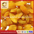 Black/Red/Brown/Green/Yellow/Golden Raisin Chinese New Crop Natural